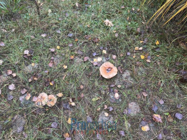 dom wolnostojący, 3 pokoje Natać Wielka. Zdjęcie 12