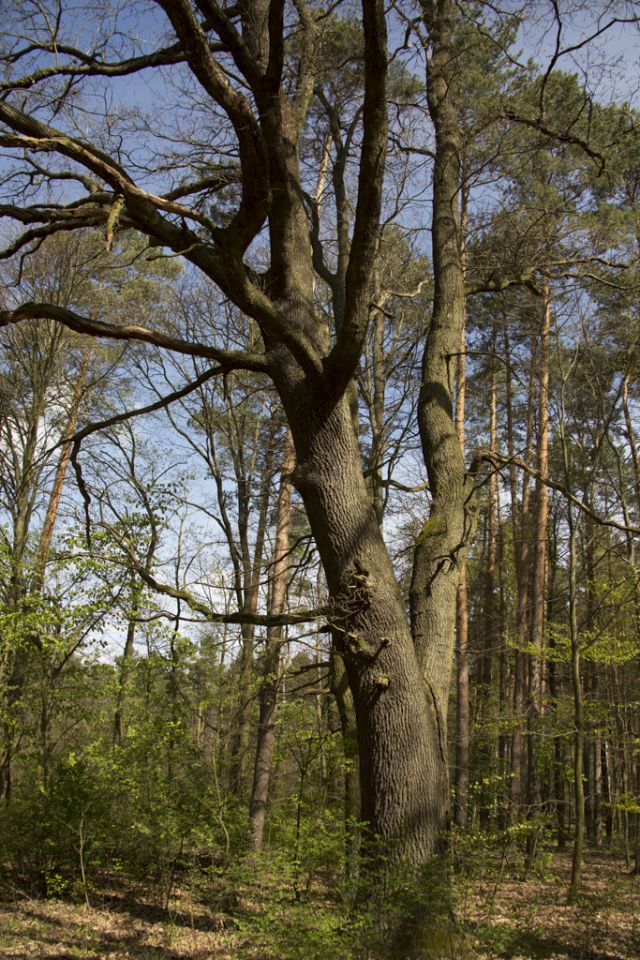 Działka inna Wilkanowo, drogi lesne. Zdjęcie 3