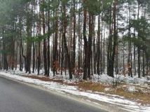 Działka leśna Przybynów, ul. Wojska Polskiego. Zdjęcie 2