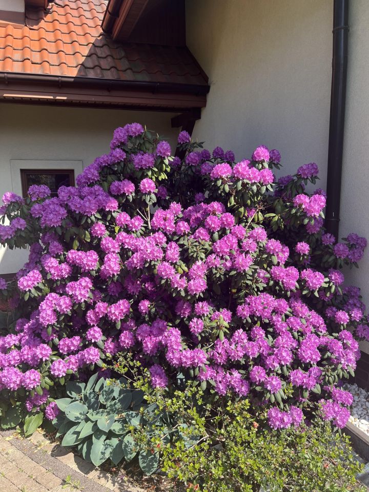 dom wolnostojący, 5 pokoi Koczargi Stare. Zdjęcie 14