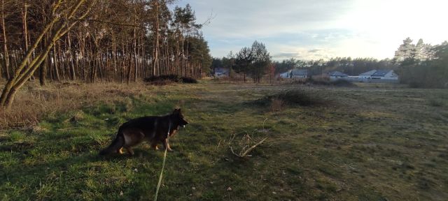 Działka budowlana Szczawin Kościelny. Zdjęcie 1