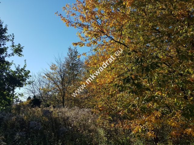 Działka budowlana Kajetany. Zdjęcie 4