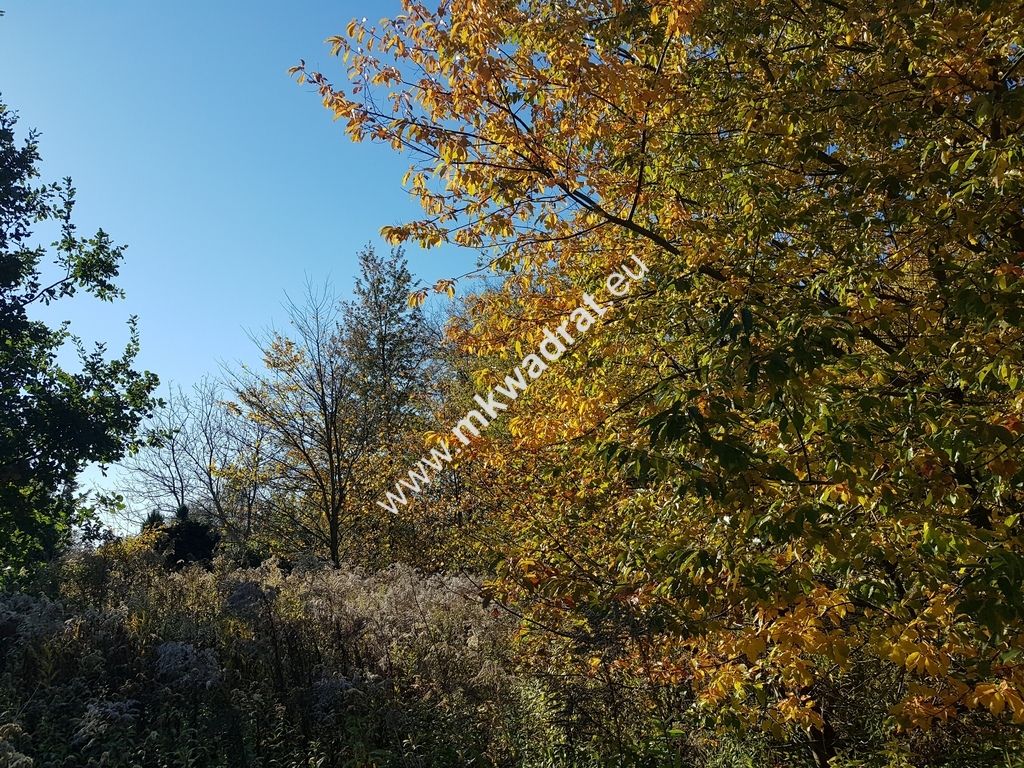 Działka budowlana Kajetany. Zdjęcie 4