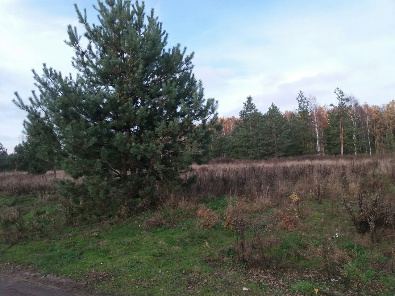 Działka budowlana Zbuczyn, ul. Klonowa