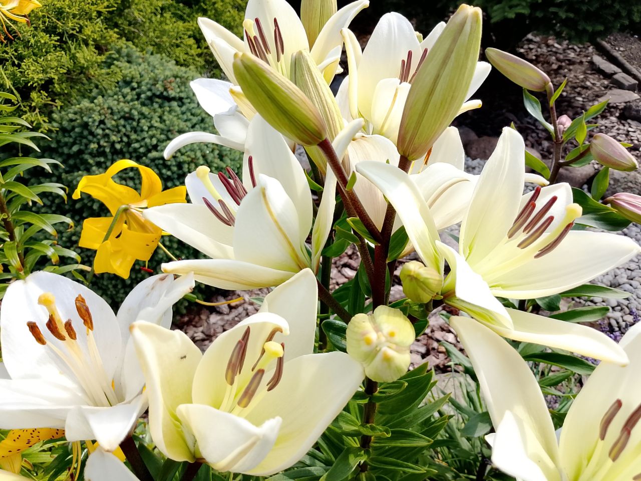 Działka rod Białystok, ul. Adama Mickiewicza. Zdjęcie 9