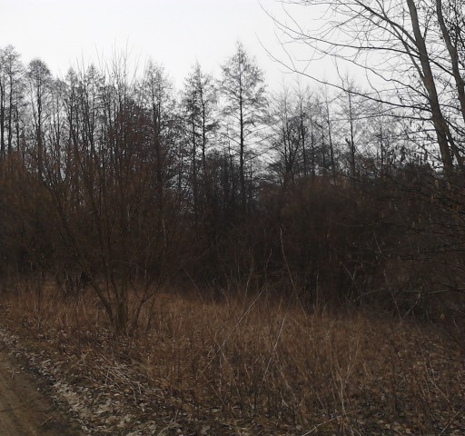 Działka leśna Borkowizna. Zdjęcie 1