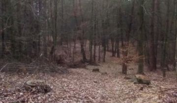 Działka leśna Zaboreczno