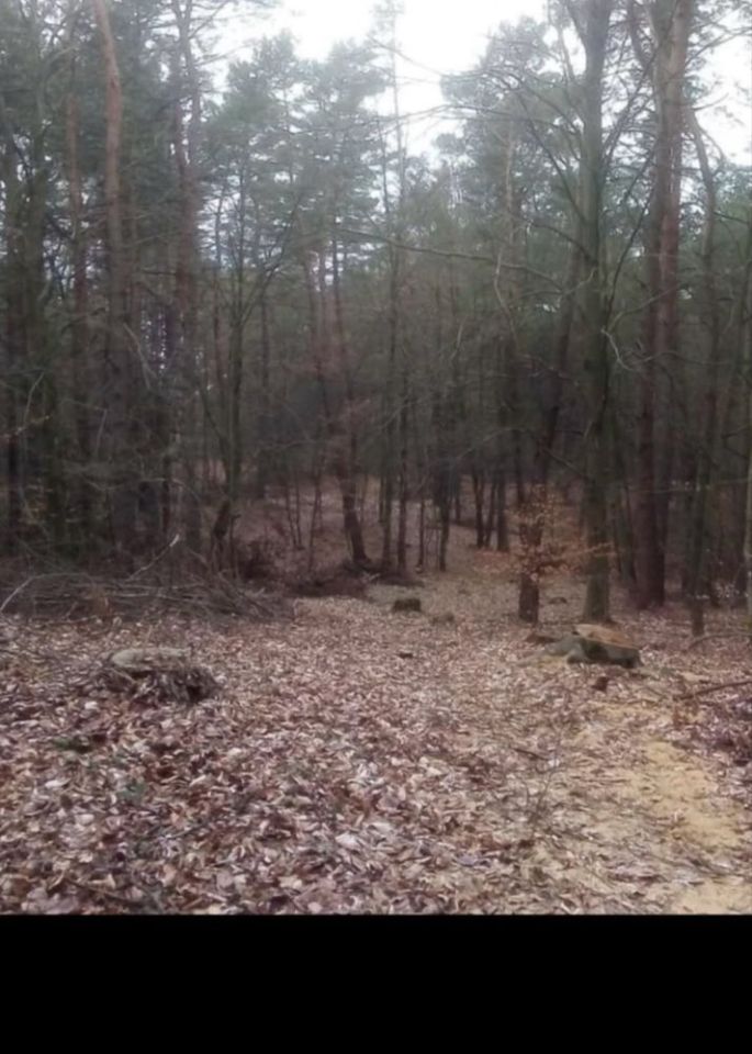 Działka leśna Zaboreczno. Zdjęcie 2