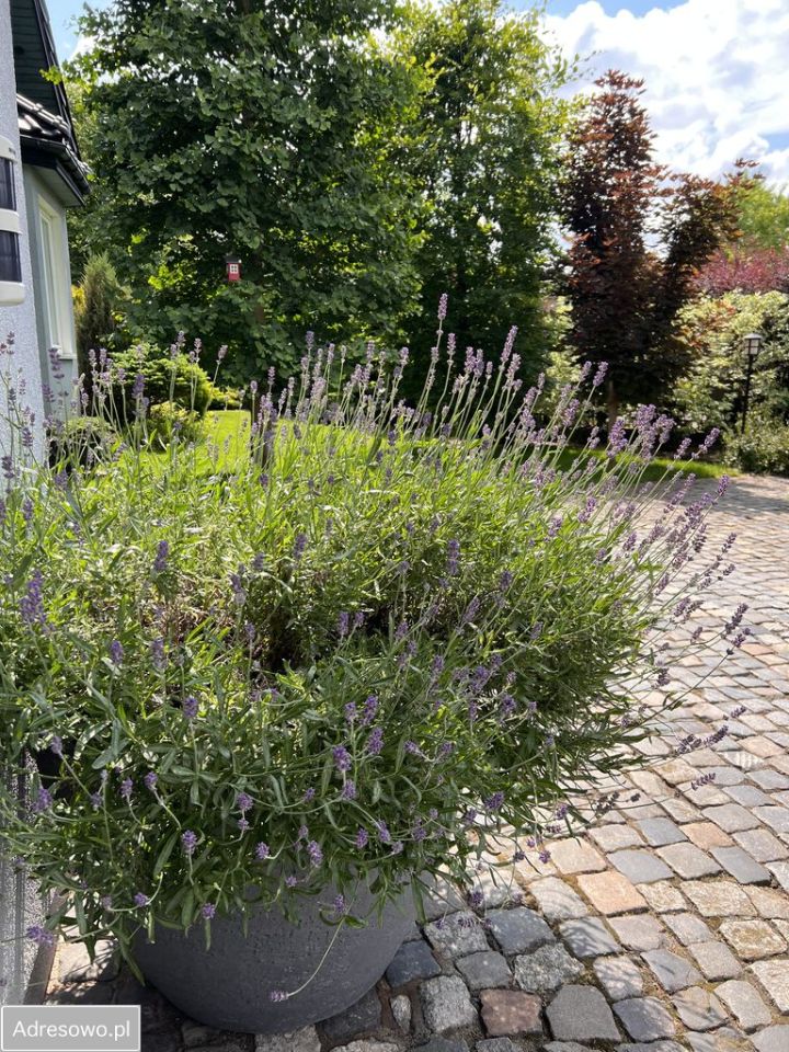 dom wolnostojący, 6 pokoi Łomianki Dolne. Zdjęcie 18