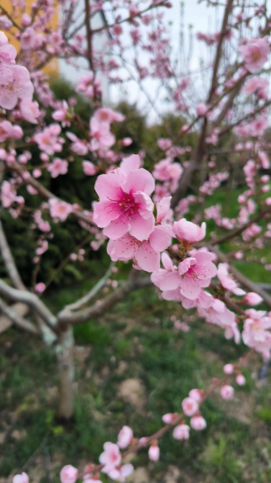 bliźniak, 9 pokoi Zacharzyce, ul. Akacjowa. Zdjęcie 8