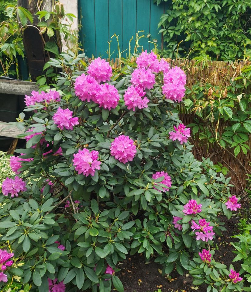 Działka rod Szczecin Gumieńce, ul. Ku Słońcu. Zdjęcie 10