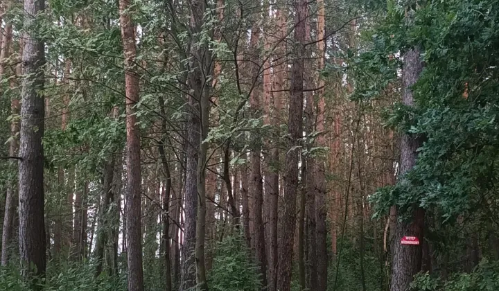 Działka inna Pniewy