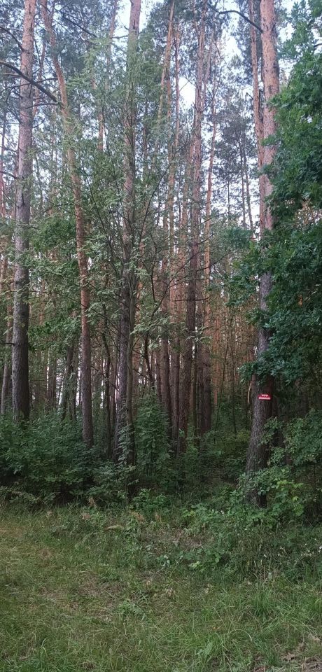 Działka inna Pniewy. Zdjęcie 1