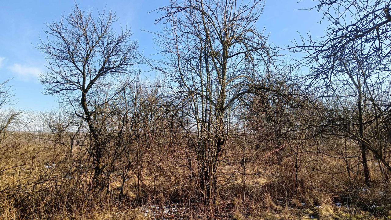 Działka budowlana Pniewy. Zdjęcie 3