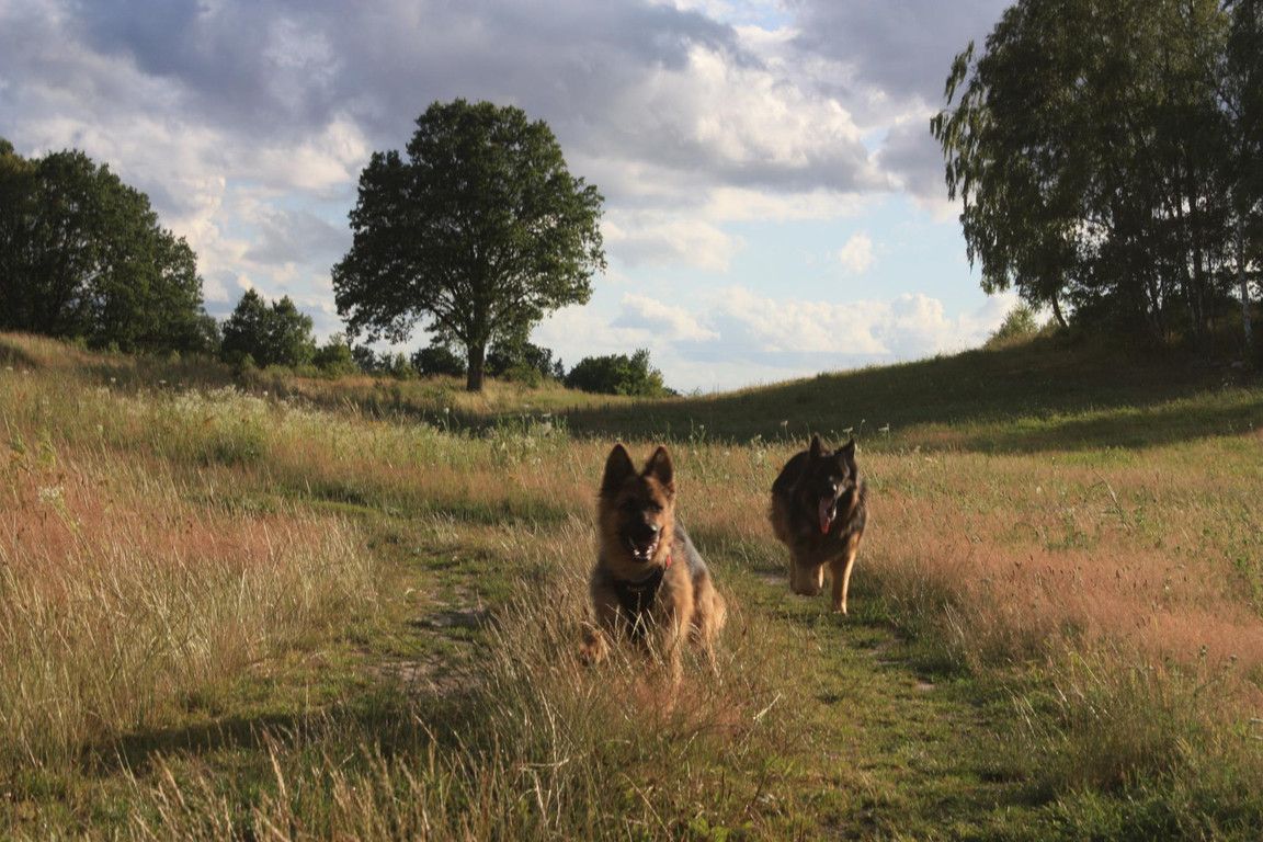 Działka rolna Sarnikierz. Zdjęcie 8