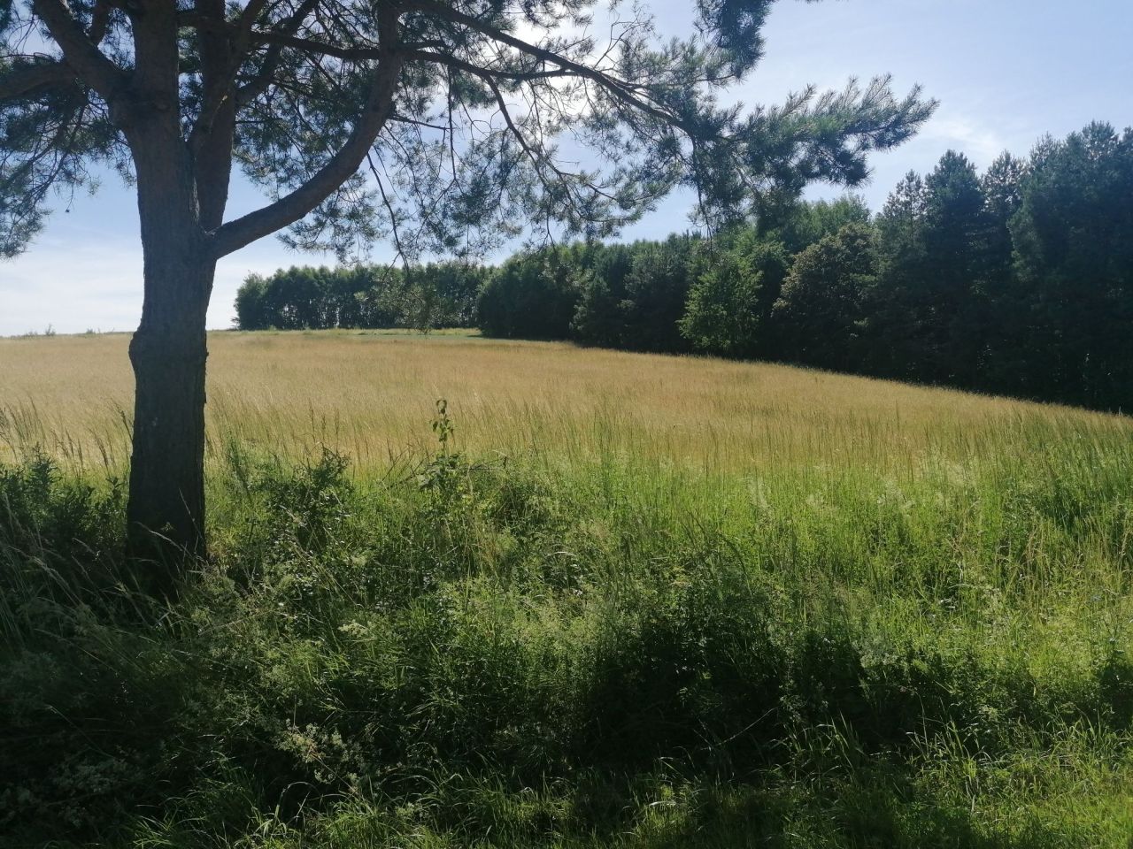 Działka rolna Załazki. Zdjęcie 6