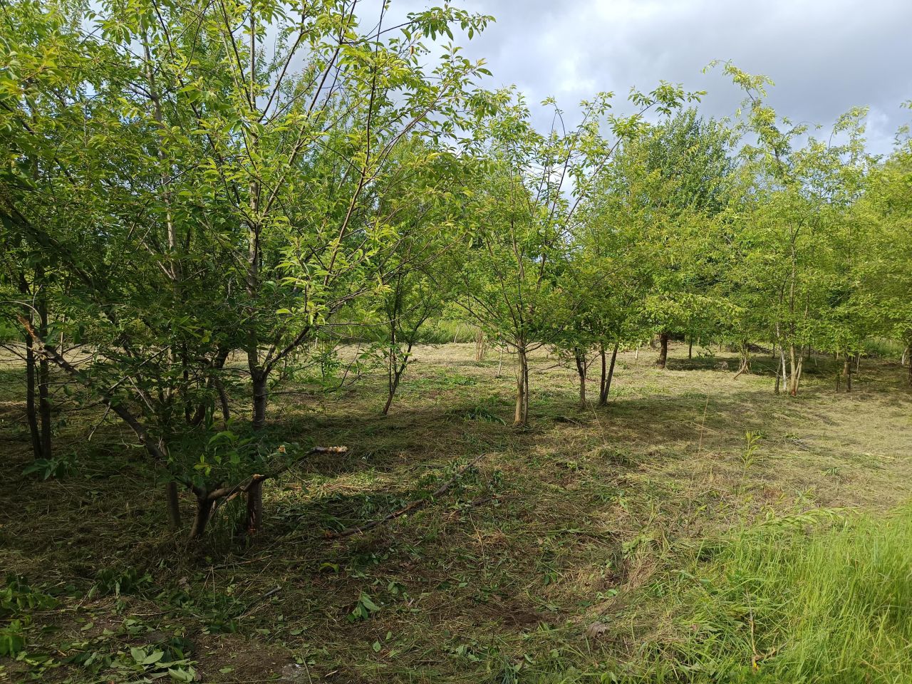 Działka rolna Mielec Cyranka, ul. Cyranowska. Zdjęcie 3