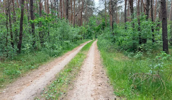 Działka leśna Lewkówka