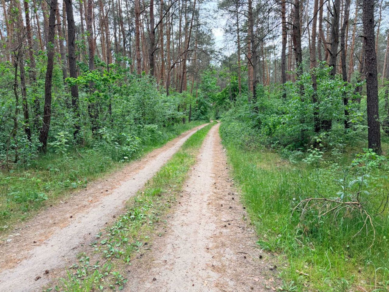 Działka leśna Lewkówka. Zdjęcie 1