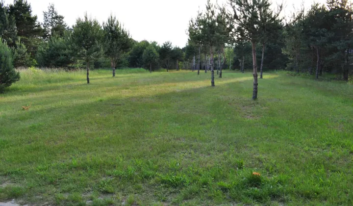 Działka budowlana Słopiec Rządowy-Kolonia