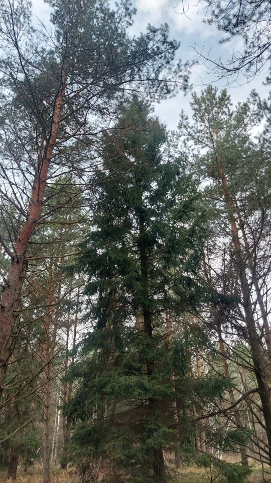 Działka rolna Stare Masiewo. Zdjęcie 2