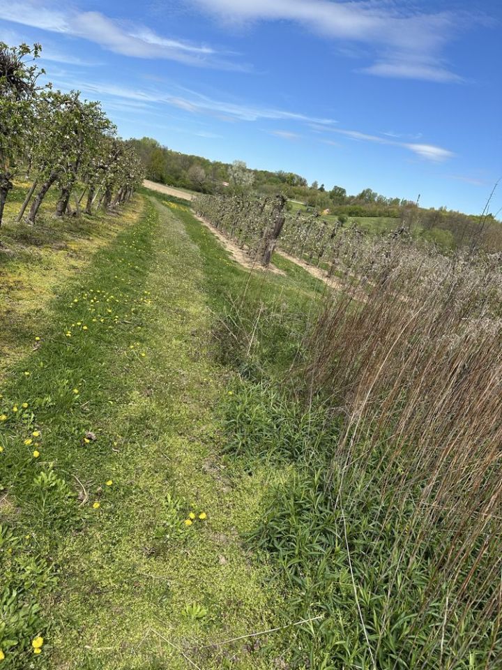 Działka rolno-budowlana Kobierniki. Zdjęcie 6
