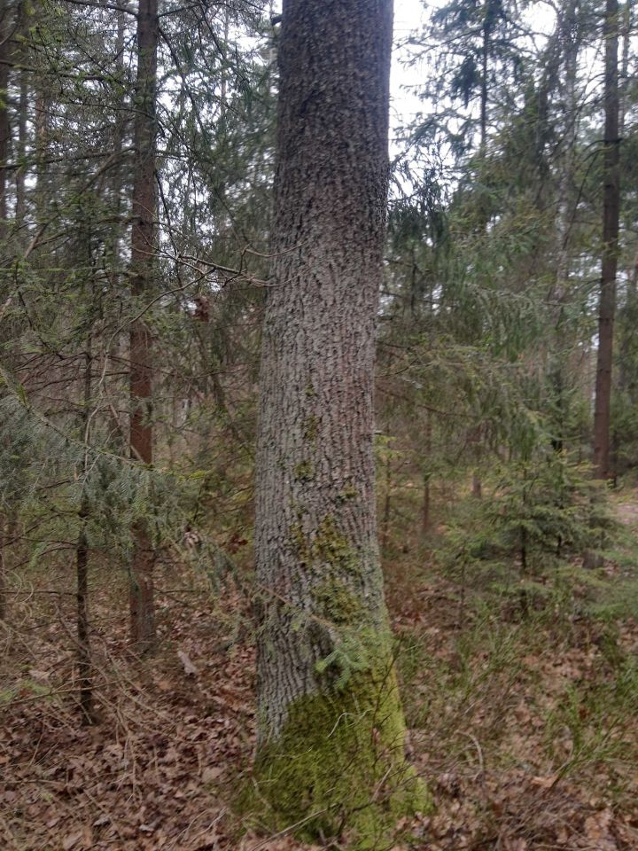 Działka leśna Ciężkowice. Zdjęcie 8