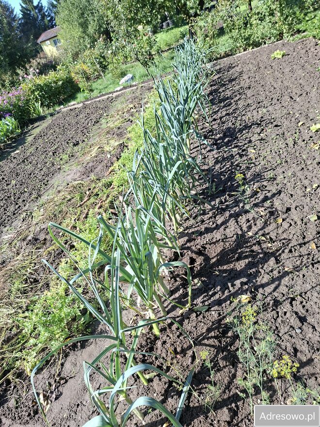 Działka rod Nowa Wieś Malborska. Zdjęcie 7