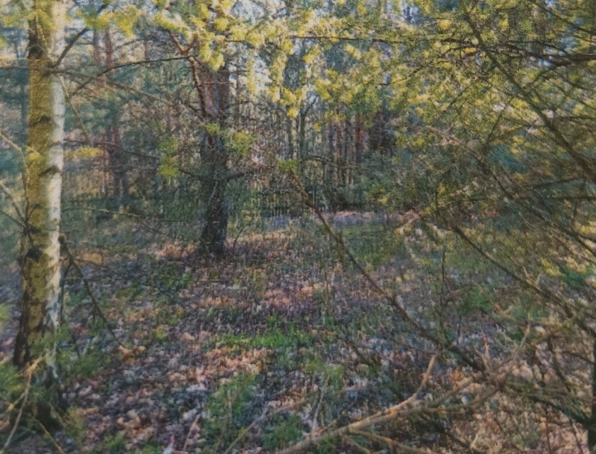 Działka leśna Moczalec. Zdjęcie 6