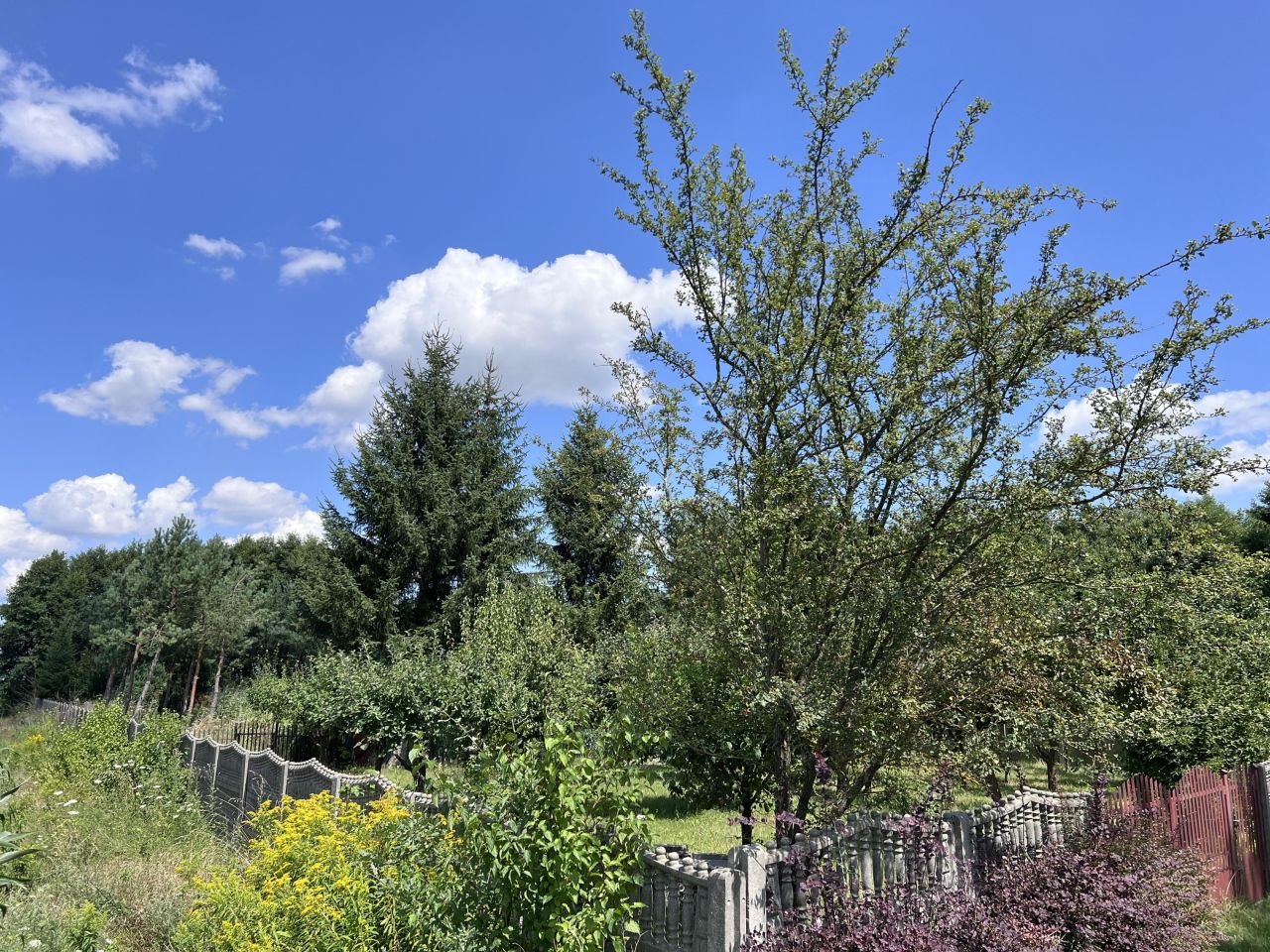 Działka rekreacyjna Ciepielów-Kolonia Ciepielów Drugi. Zdjęcie 7