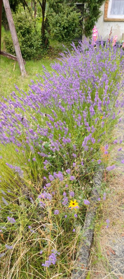 Działka rod Szpęgawsk. Zdjęcie 5