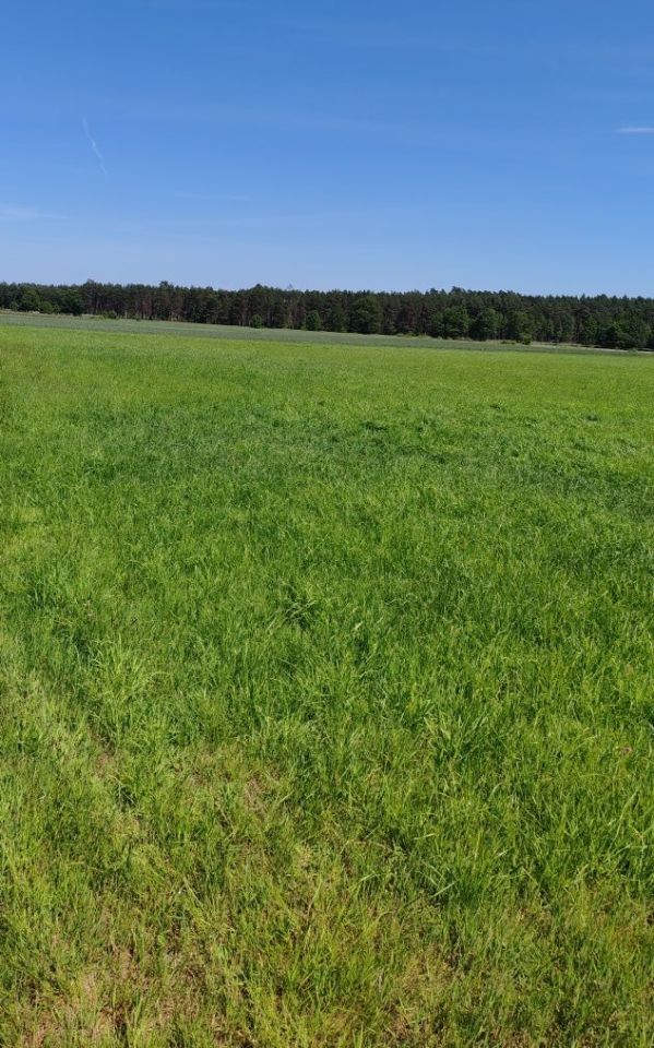 Działka rolna Marunowo. Zdjęcie 5