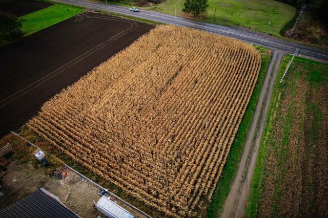 Działka budowlana Pietrowice Wielkie. Zdjęcie 4