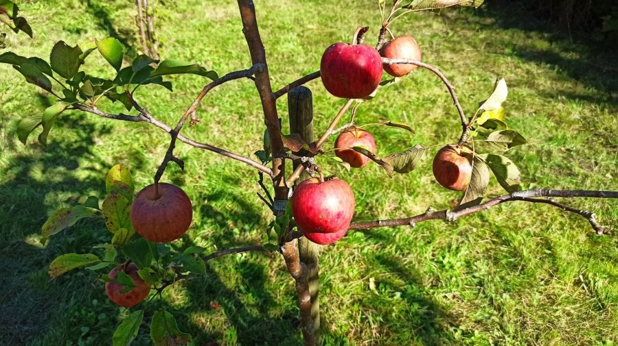 Działka rod Straszyn, ul. inż. A. Hoffmanna. Zdjęcie 3