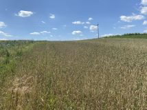 Działka rolna Tczyca Tczyca Duchowna. Zdjęcie 4