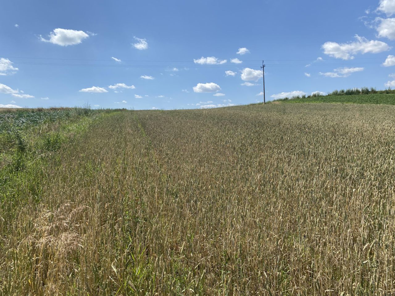 Działka rolna Tczyca Tczyca Duchowna. Zdjęcie 5