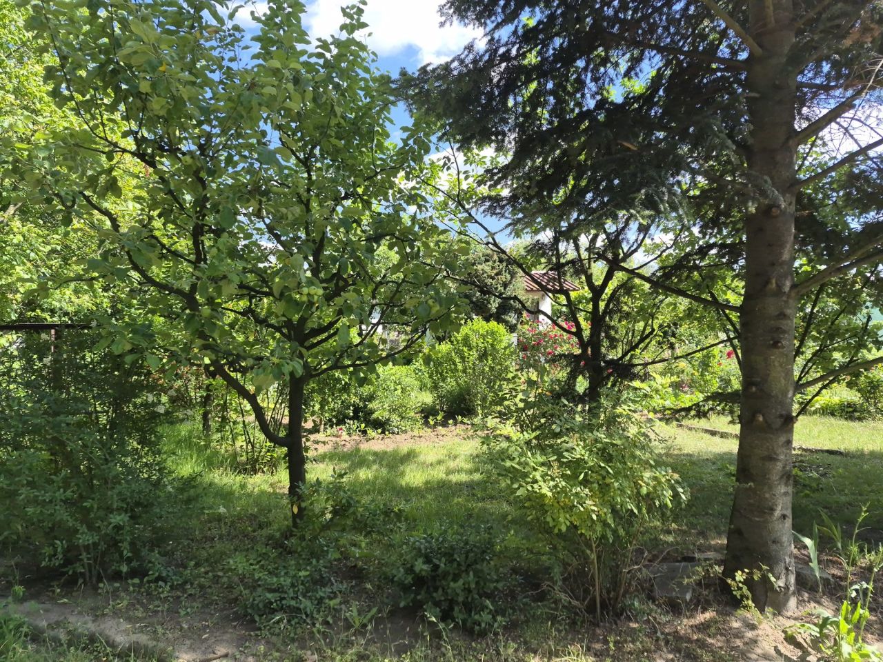 Działka rod Tarnobrzeg, ul. Borów. Zdjęcie 4