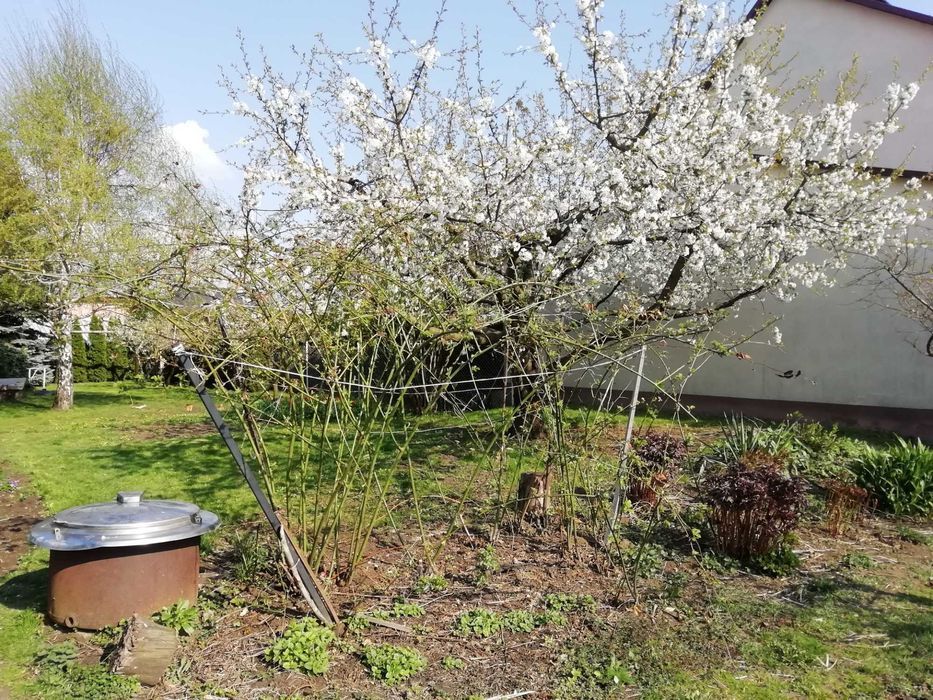 dom wolnostojący, 6 pokoi Sandomierz. Zdjęcie 4