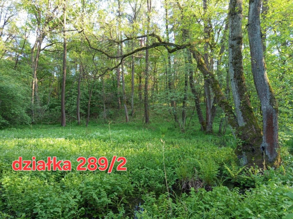 Działka rolno-budowlana Rączna. Zdjęcie 5