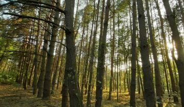 Działka leśna Reducz