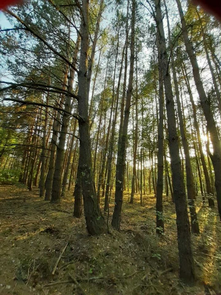 Działka leśna Reducz. Zdjęcie 2