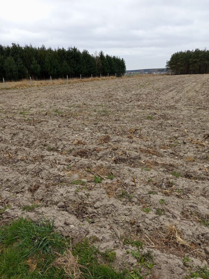 Działka budowlana Dęby Szlacheckie. Zdjęcie 2