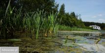 Działka rolno-budowlana Jasiniec. Zdjęcie 2