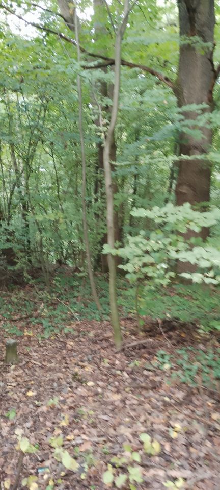 Działka leśna Osobnica Wysłanka, Osobnica. Zdjęcie 10