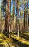 Działka leśna Rębieskie-Kolonia. Zdjęcie 1