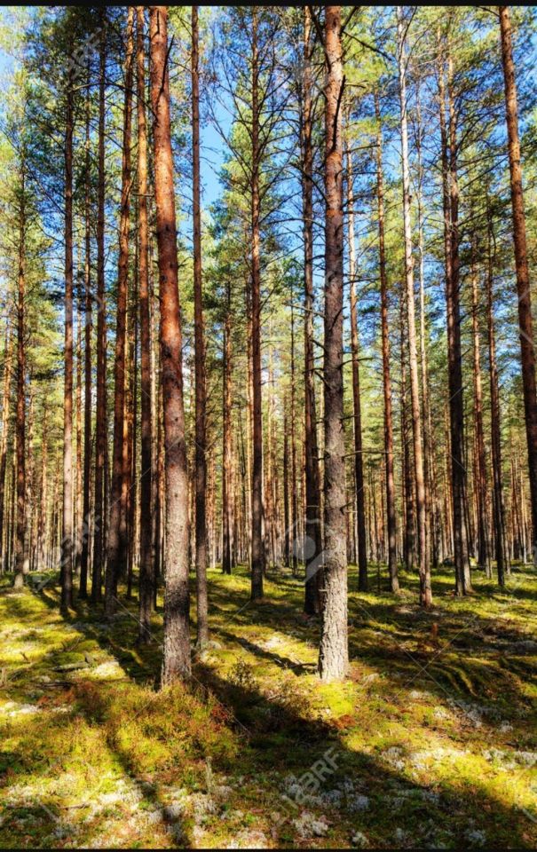 Działka leśna Rębieskie-Kolonia. Zdjęcie 2
