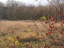 Działka rolna Uraz. Zdjęcie 3