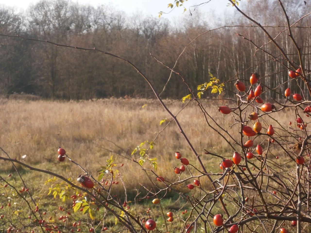 Działka rolna Uraz. Zdjęcie 4