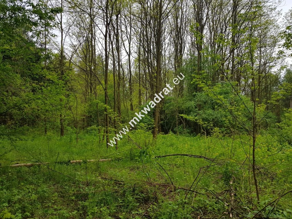 Działka rolna Korabiewice. Zdjęcie 4