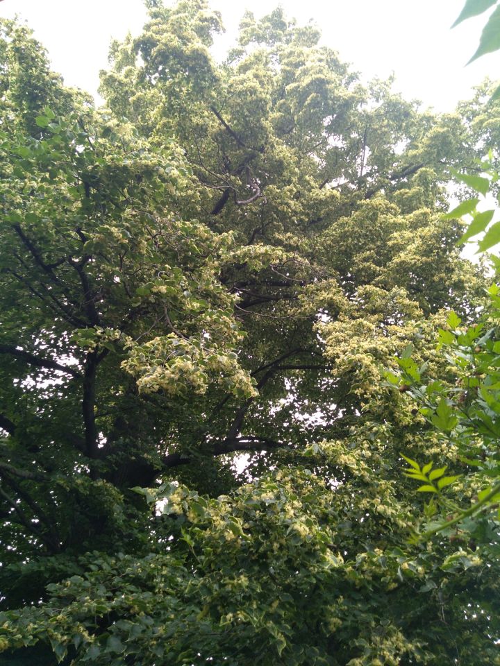 dom wolnostojący, 5 pokoi Janówka. Zdjęcie 29